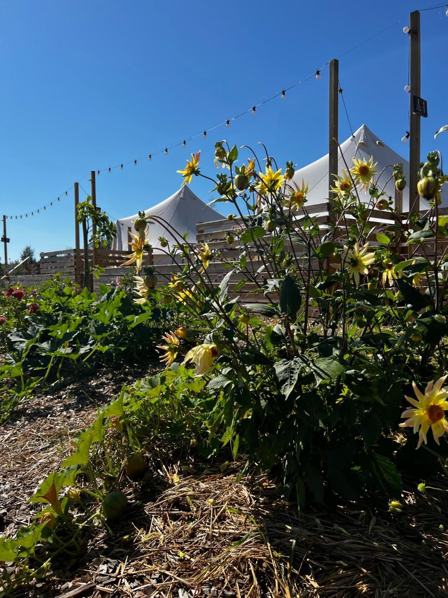 Luxe tent Vaettervy Glamping *